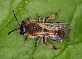 Andrena helvola / Schlehen-Lockensandbiene / Andreninae (Sandbienenartige) / Hautflügler - Hymenoptera