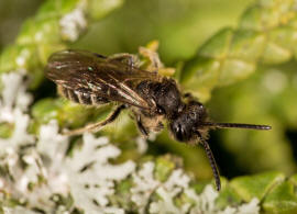 Andrena minutula / Gewöhnliche Zwergsandbiene / Andreninae (Sandbienenartige) / Hautflügler - Hymenoptera