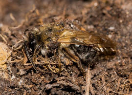 Andrena nitida / Glänzende Düstersandbiene / Flaum-Erdbiene / Bienen - Apidae / Andreninae (Sandbienenartige) / Hautflügler - Hymenoptera