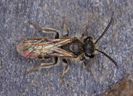 Andrena proxima / Frühe Doldensandbiene / Andreninae (Sandbienenartige) / Hautflügler - Hymenoptera