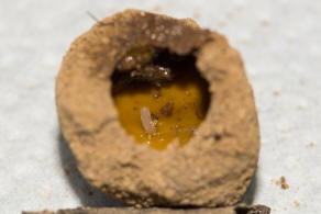 Andrena vaga / Große Weiden-Sandbiene / Andrenidae - Sandbienenartige / Ordnung: Hautflügler - Hymenoptera