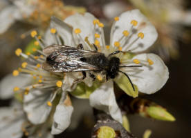 Andrena vaga / Große Weiden-Sandbiene / Andrenidae - Sandbienenartige / Ordnung: Hautflügler - Hymenoptera