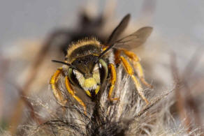 Anthidium oblongatum / Felsspalten-Wollbiene / "Blattschneiderbienenartige" - Megachilidae / Ordnung: Hautflügler - Hymenoptera
