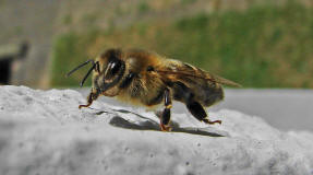 Apis mellifera / Honigbiene / Apinae (Echte Bienen)