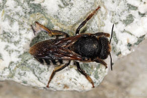 Megachile (Chalicodoma) albocristata Smith, 1853 / Megachilidae - Blattschneiderbienenartige / Hautflügler - Hymenoptera