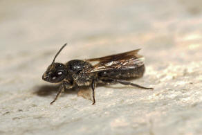 Chelostoma foveolatum (Morawitz, 1868) / Gruben-Scherenbiene / "Blattschneiderbienenartige" - Megachilidae / Hautflügler - Hymenoptera