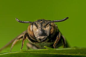 Coelioxys afra / Schuppenhaarige Kegelbiene / Megachilidae / Ordnung:  Hautflügler - Hymenoptera