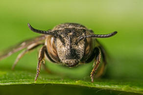 Coelioxys afra / Schuppenhaarige Kegelbiene / Megachilidae / Ordnung:  Hautflügler - Hymenoptera