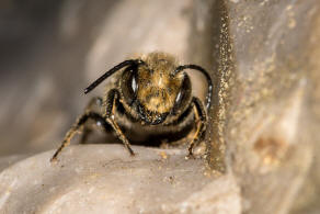 Coelioxys conoidea / Sandrasen-Kegelbiene / Megachilidae / Ordnung:  Hautflügler - Hymenoptera