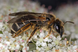 Halictus sexcinctus / Sechsbindige Furchenbiene / Schmal- / Furchenbienen - Halictidae / Ordnung: Hautflügler - Hymenoptera