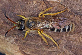 Halictus sexcinctus / Sechsbindige Furchenbiene / Schmal- / Furchenbienen - Halictidae / Ordnung: Hautflügler - Hymenoptera
