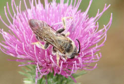 Halictus spec. / Unbestimmte Furchenbiene / Halictinae ("Furchenbienenartige")