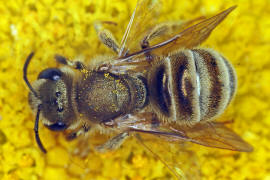 Halictus (Seladonia) subauratus / Dichtpunktierte Goldfurchenbiene / Schmal- / Furchenbienen - Halictidae / Ordnung: Hautflügler - Hymenoptera