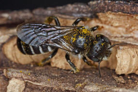 Hoplitis claviventris (syn. Osmia claviventris) / Gelbspornige Stängelbiene / Megachilinae ("Blattschneiderbienenartige") / Hautflügler - Hymenoptera