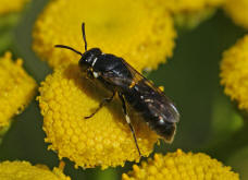 Hylaeus nigritus / Rainfarn-Maskenbiene / Colletinae - "Seidenbienenartige" / Ordnung: Hautflügler - Hymenoptera