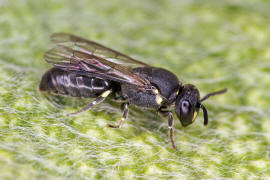 Hylaeus communis / Gewöhnliche Maskenbiene / Colletinae - "Seidenbienenartige" / Ordnung: Hautflügler - Hymenoptera