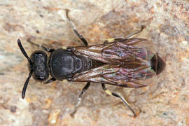 Hylaeus difformis / Beulen-Maskenbiene / Colletinae - "Seidenbienenartige" / Ordnung: Hautflügler - Hymenoptera