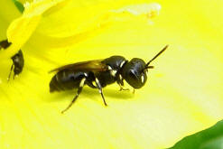 Hylaeus cf. signatus / Maskenbiene / Colletinae ("Seidenbienenartige")