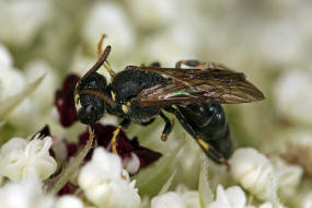 Hylaeus sinuatus / Gebuchtete Maskenbiene / Colletinae - "Seidenbienenartige" / Ordnung: Hautflügler - Hymenoptera