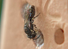 Hylaeus spec. / Unbestimmte Maskenbiene / Colletinae ("Seidenbienenartige")