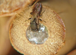 Hylaeus communis / Ohne deutschen Namen / Colletinae - "Seidenbienenartige" / Ordnung: Hautflügler - Hymenoptera