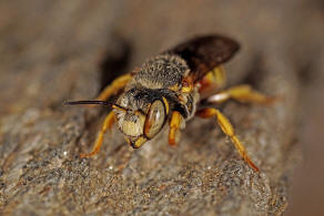 Icteranthidium grohmanni (Spinola, 1838) / Blattschneiderbienenartige - Megachilidae - Megachilinae