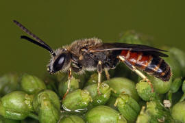 Lasioglossum calceatum / Gewöhnliche Schmalbiene / Schmal- / Furchenbienen - Halictidae / Ordnung: Hautflügler - Hymenoptera