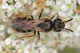 Lasioglossum villosulum / Zottige Schmalbiene / Schmal- / Furchenbienen - Halictidae / Ordnung: Hautflügler - Hymenoptera