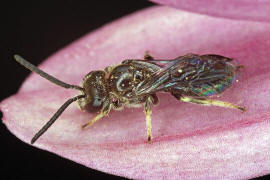 Lasioglossum glabriusculum / Dickkopf-Schmalbiene / Schmal- / Furchenbienen - Halictidae / Ordnung: Hautflügler - Hymenoptera