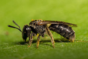 Lasioglossum interruptum / Schwarzrote Schmalbiene / Schmal- / Furchenbienen - Halictidae / Hautflügler - Hymenoptera
