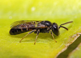 Lasioglossum laticeps / Breitkopf-Schmalbiene / Schmal- / Furchenbienen - Halictidae / Ordnung: Hautflügler - Hymenoptera