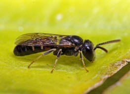 Lasioglossum laticeps / Breitkopf-Schmalbiene / Schmal- / Furchenbienen - Halictidae / Ordnung: Hautflügler - Hymenoptera