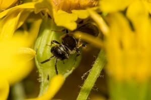 Lasioglossum monstrificum / Wangendorn-Schmalbiene / Schmal- / Furchenbienen - Halictidae / Hautflügler - Hymenoptera