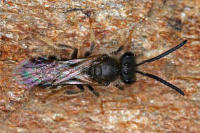 Lasioglossum (Lasioglossum) pallens / Frühlings-Schmalbiene / Schmal- / Furchenbienen - Halictidae / Ordnung: Hautflügler - Hymenoptera