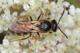 Lasioglossum (Evylaeus) pauxillum / Acker-Schmalbiene / Schmal- / Furchenbienen - Halictidae / Ordnung: Hautflügler - Hymenoptera