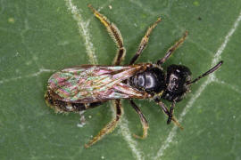 Lasioglossum politum / Polierte Schmalbiene / Schmal- / Furchenbienen - Halictidae / Ordnung: Hautflügler - Hymenoptera