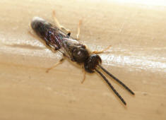 Lasioglossum spec. / Unbestimmte Schmalbiene / Halictinae ("Furchenbienenartige")