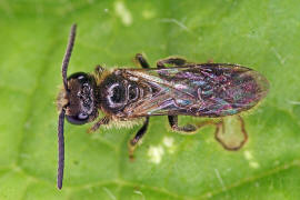 Lasioglossum villosulum / Zottige Schmalbiene (Männchen) / Schmal- / Furchenbienen - Halictidae / Ordnung: Hautflügler - Hymenoptera