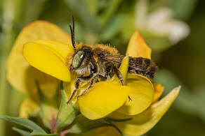 Megachile argentata / Filzzahn-Blattschneiderbiene / Megachilidae ("Blattschneiderbienenartige") / Hautflügler - Hymenoptera