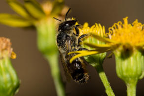 Megachile centuncularis / Rosen-Blattschneiderbiene / Megachilidae - Blattschneiderbienenartige / Hautflügler - Hymenoptera