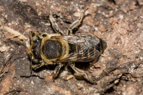 Megachile argentata / Filzzahn-Blattschneiderbiene / Megachilidae ("Blattschneiderbienenartige") / Hautflügler - Hymenoptera