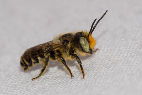 Megachile rotundata / Luzerne-Blattschneiderbiene / Megachilinae ("Blattschneiderbienenartige")