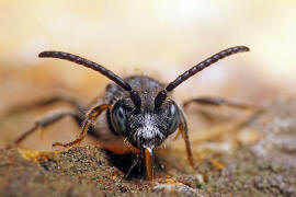 Nomada fabriciana / Rotschwarze Wespenbiene / Apinae - Echte Bienen / Ordnung: Hautflügler - Hymenoptera