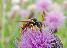 Nomada fucata / Gewöhnliche Wespenbiene / Apinae (Echte Bienen)