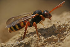 Nomada bifasciata / Rotbäuchige Wespenbiene / Apinae (Echte Bienen) / Ordnung: Hautflügler - Hymenoptera / Apinae (Echte Bienen)