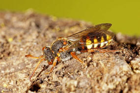 Nomada zonata / Binden-Wespenbiene / Apidae (Echte Bienen) / Ordnung: Hautflügler - Hymenoptera
