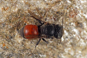 Osmia andrenoides / Rote Schneckenhausbiene / Megachilidae - Blattschneiderbienenartige / Hautflügler - Hymenoptera