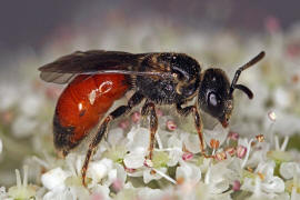 Sphecodes crassus / Dichtpunktierte Blutbiene / Schmal- / Furchenbienen - Halictidae / Ordnung: Hautflügler - Hymenoptera