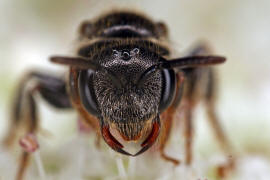 Sphecodes crassus / Dichtpunktierte Blutbiene / Schmal- / Furchenbienen - Halictidae / Ordnung: Hautflügler - Hymenoptera