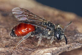 Sphecodes ephippius / Gewöhnliche Blutbiene / Schmal- / Furchenbienen - Halictidae / Ordnung: Hautflügler - Hymenoptera